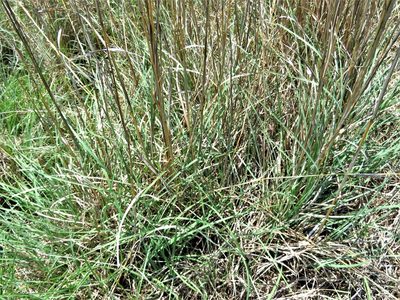Schizachyrium scoparium, photographed by Annika Lindqvist