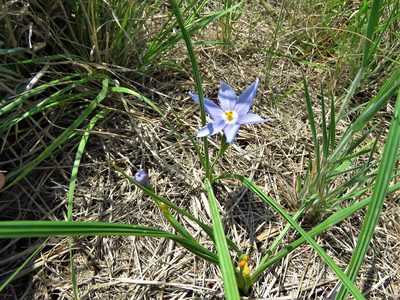 Nemastylis geminiflora, photographed by Annika Lindqvist