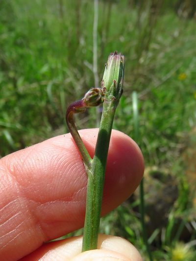 Crepis zacintha, photographed by Annika Lindqvist
