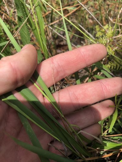 Dichanthelium angustifolium, photographed by John Kees