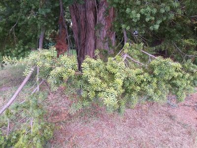 Podocarpus totara, photographed by Rob Cruickshank