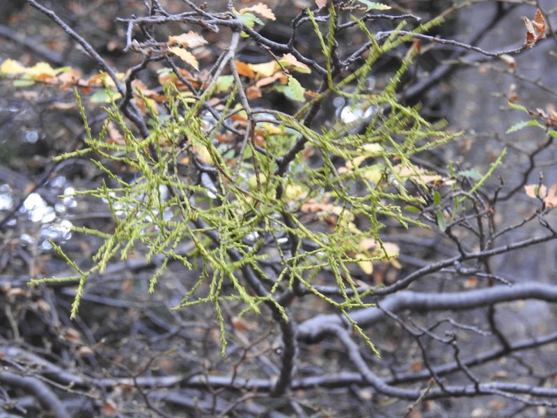Misodendrum punctulatum, photographed by María Regina Silva