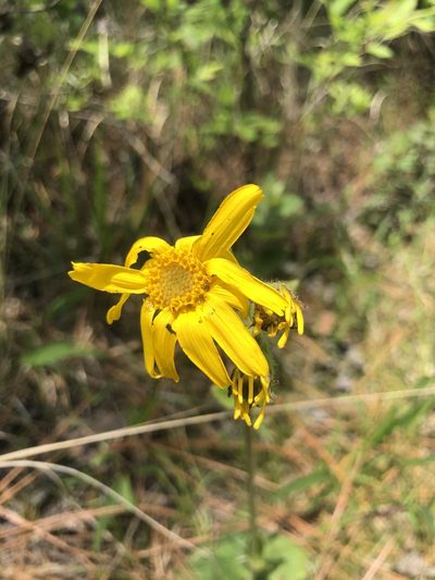 Arnica acaulis, photographed by John Kees