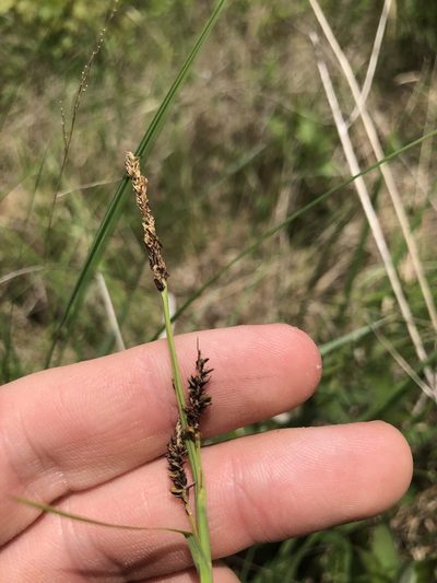 Carex barrattii, photographed by John Kees