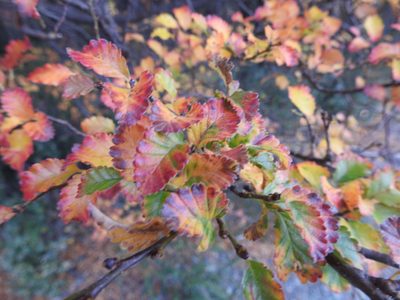 Nothofagus pumilio, photographed by María Regina Silva