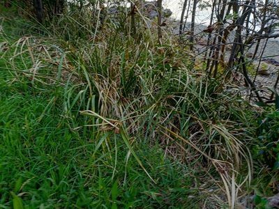 Cyperus ustulatus, photographed by Sunita Singh