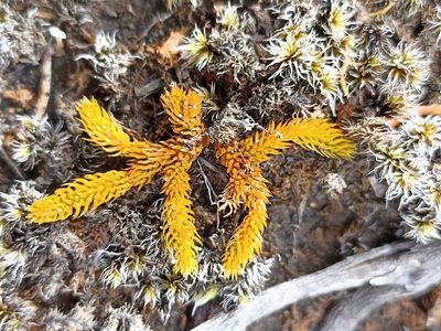 Austrolycopodium fastigiatum, photographed by Oscar Dove