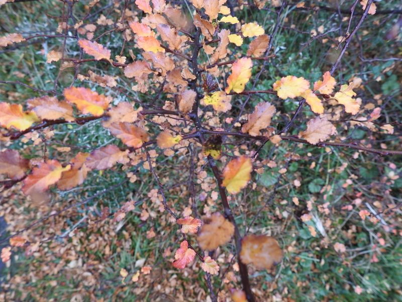 Nothofagus antarctica, photographed by María Regina Silva