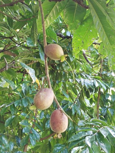 Barringtonia edulis
