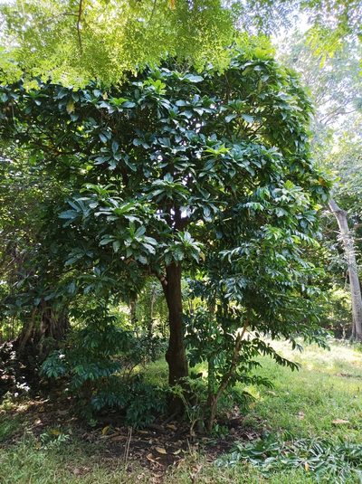 Barringtonia edulis, photographed by Dominik Maximilián Ramík
