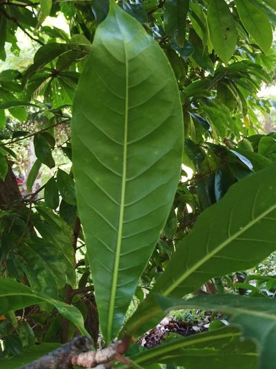 Barringtonia edulis, photographed by Dominik Maximilián Ramík