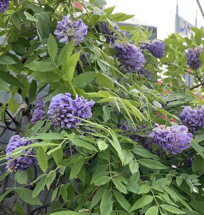 Wisteria frutescens, photographed by bookfinch