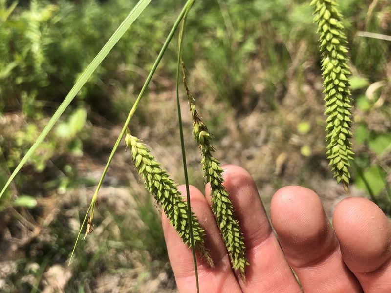 Carex mitchelliana, photographed by John Kees