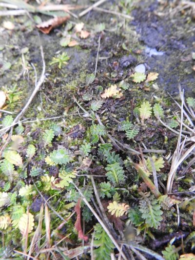 Leptinella scariosa, photographed by María Regina Silva