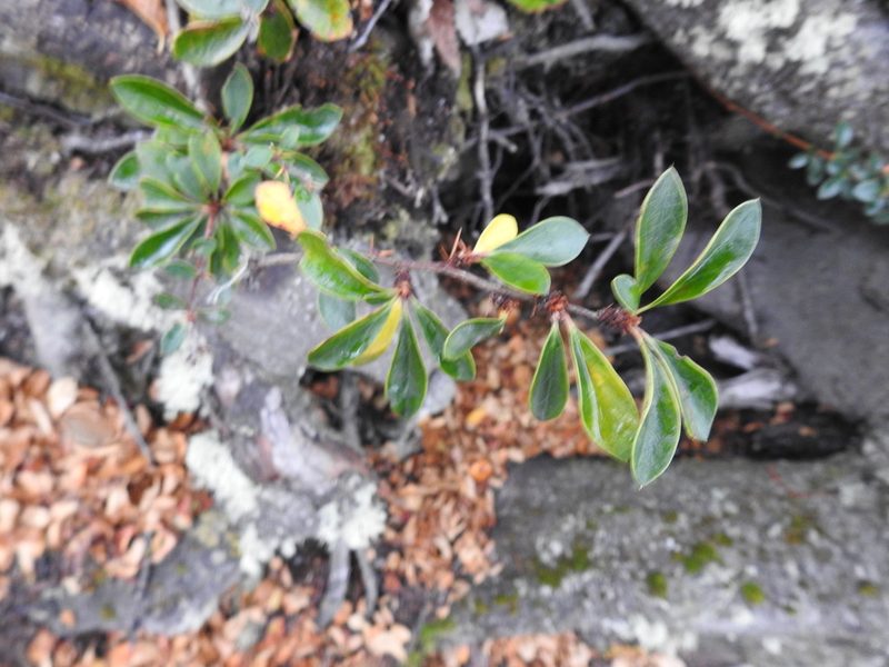 Berberis microphylla, photographed by María Regina Silva