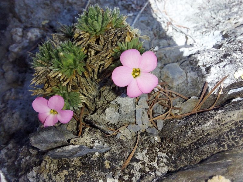 Chamaerhodos altaica, photographed by Pavel Borodin