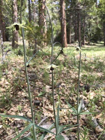 Fritillaria brandegeei, photographed by Mike Heine
