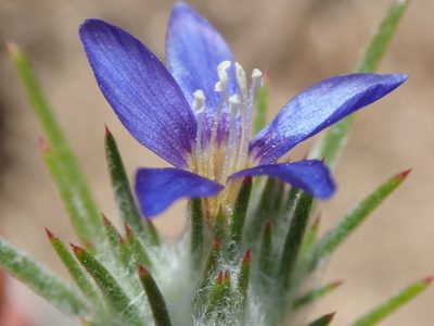 Eriastrum virgatum, photographed by Henrik Kibak