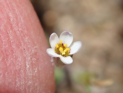 Leptosiphon pygmaeus, photographed by Henrik Kibak
