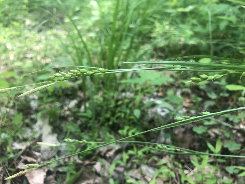 Carex impressinervia, photographed by John Kees