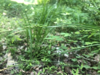 Carex impressinervia, photographed by John Kees