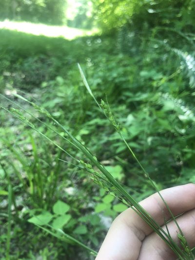 Carex impressinervia, photographed by John Kees