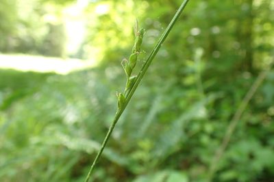 Carex impressinervia, photographed by John Kees