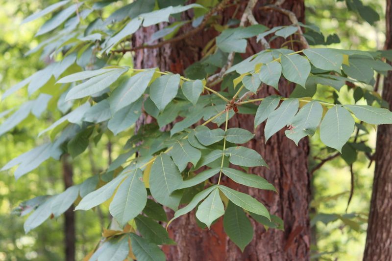 Carya pallida, photographed by Ashwin Srinivasan