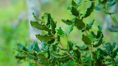 Garrya elliptica