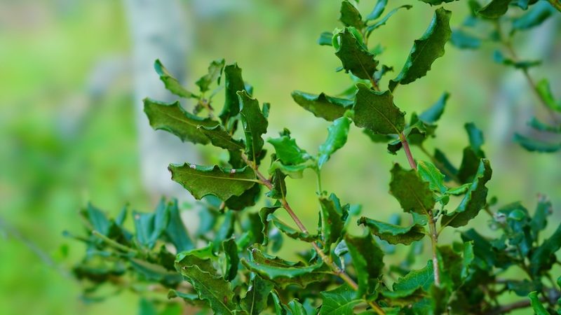 Garrya elliptica, photographed by Michael Warner