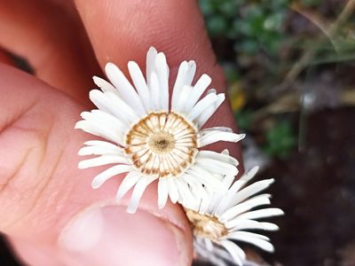Anaphalioides alpina, photographed by Oscar Dove