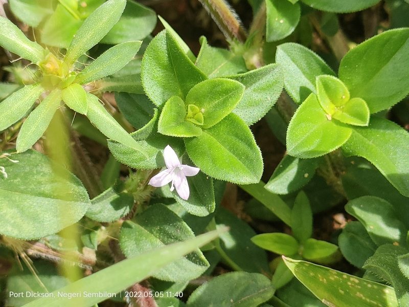 Spermacoce articularis, photographed by Ong Jyh Seng