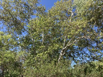 Platanus racemosa, photographed by Adam J. Searcy