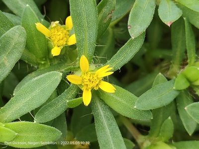 Pectis prostrata, photographed by Ong Jyh Seng