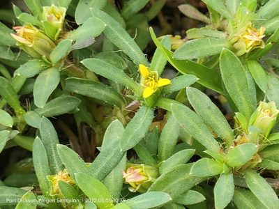 Pectis prostrata, photographed by Ong Jyh Seng