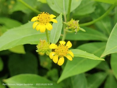 Wollastonia biflora, photographed by Ong Jyh Seng
