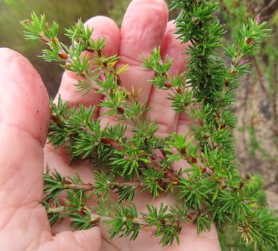 Cliffortia stricta, photographed by linkie