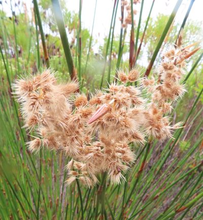 Ceratocaryum argenteum, photographed by linkie