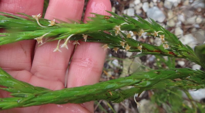 Struthiola striata, photographed by linkie