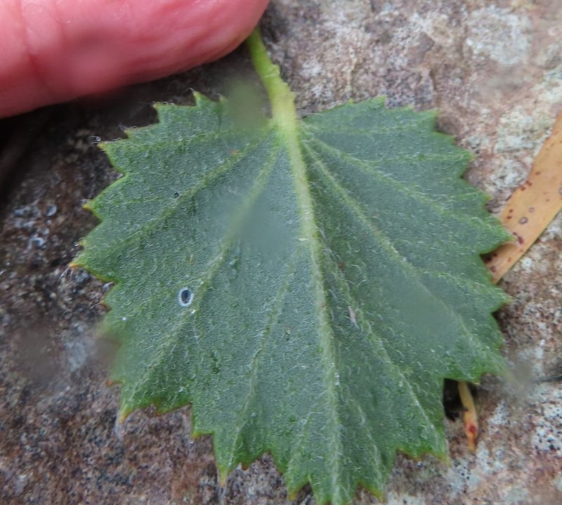Pelargonium elegans, photographed by linkie