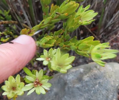 Euchaetis longibracteata, photographed by linkie