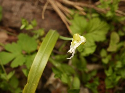 Allium paradoxum, photographed by Alexis Tinker-Tsavalas