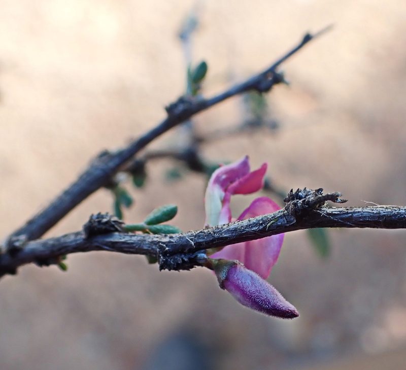 Indigofera nigromontana, photographed by Di Turner