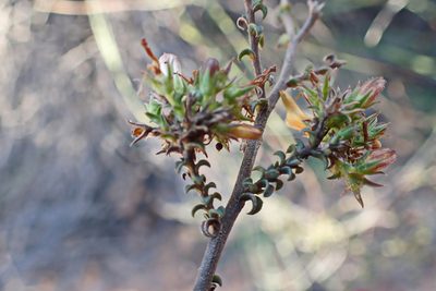 Wahlenbergia neorigida, photographed by Di Turner