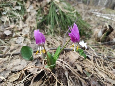 Erythronium sibiricum, photographed by Valentin Kosterin