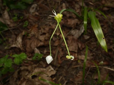 Allium paradoxum, photographed by Alexis Tinker-Tsavalas