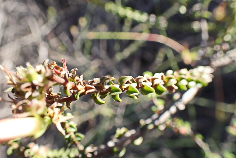 Wahlenbergia neorigida, photographed by Di Turner