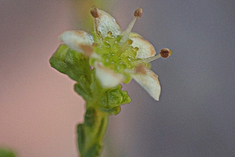 Diosma prama, photographed by Di Turner