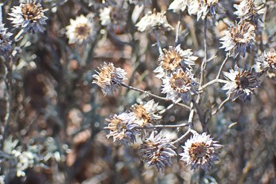 Achyranthemum paniculatum, photographed by Di Turner