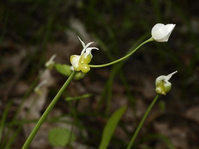 Allium paradoxum, photographed by Alexis Tinker-Tsavalas